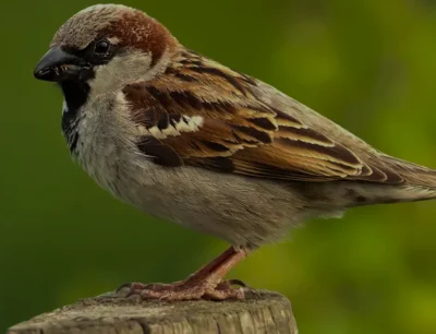 From Nashik to Global Recognition: How Mohammed Dilawar is Reviving House Sparrow Populations
